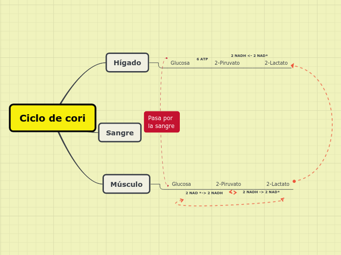 Ciclo De Cori Mind Map